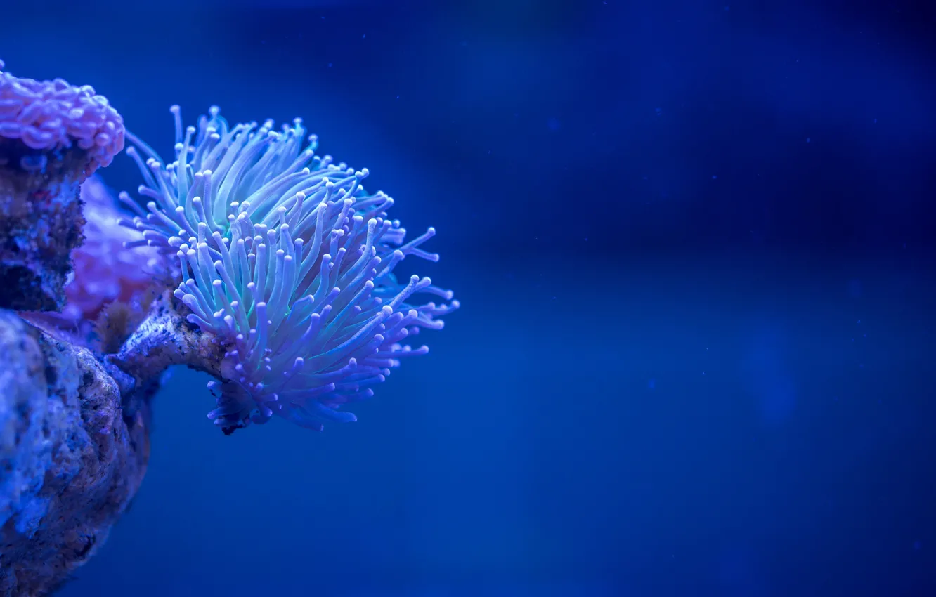 Фото обои wallpaper, underwater, sea, macro, coral, depth
