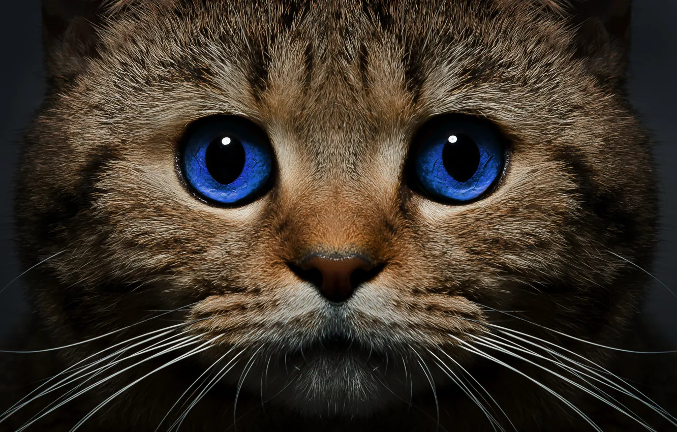 Фото обои кошка, кот, усы, взгляд, морда, голубые глаза
