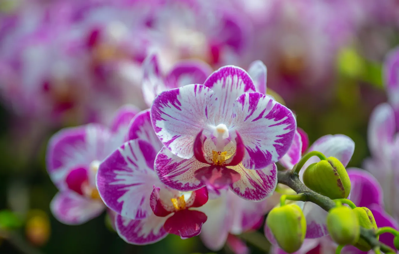 Фото обои ветка, цветение, орхидея