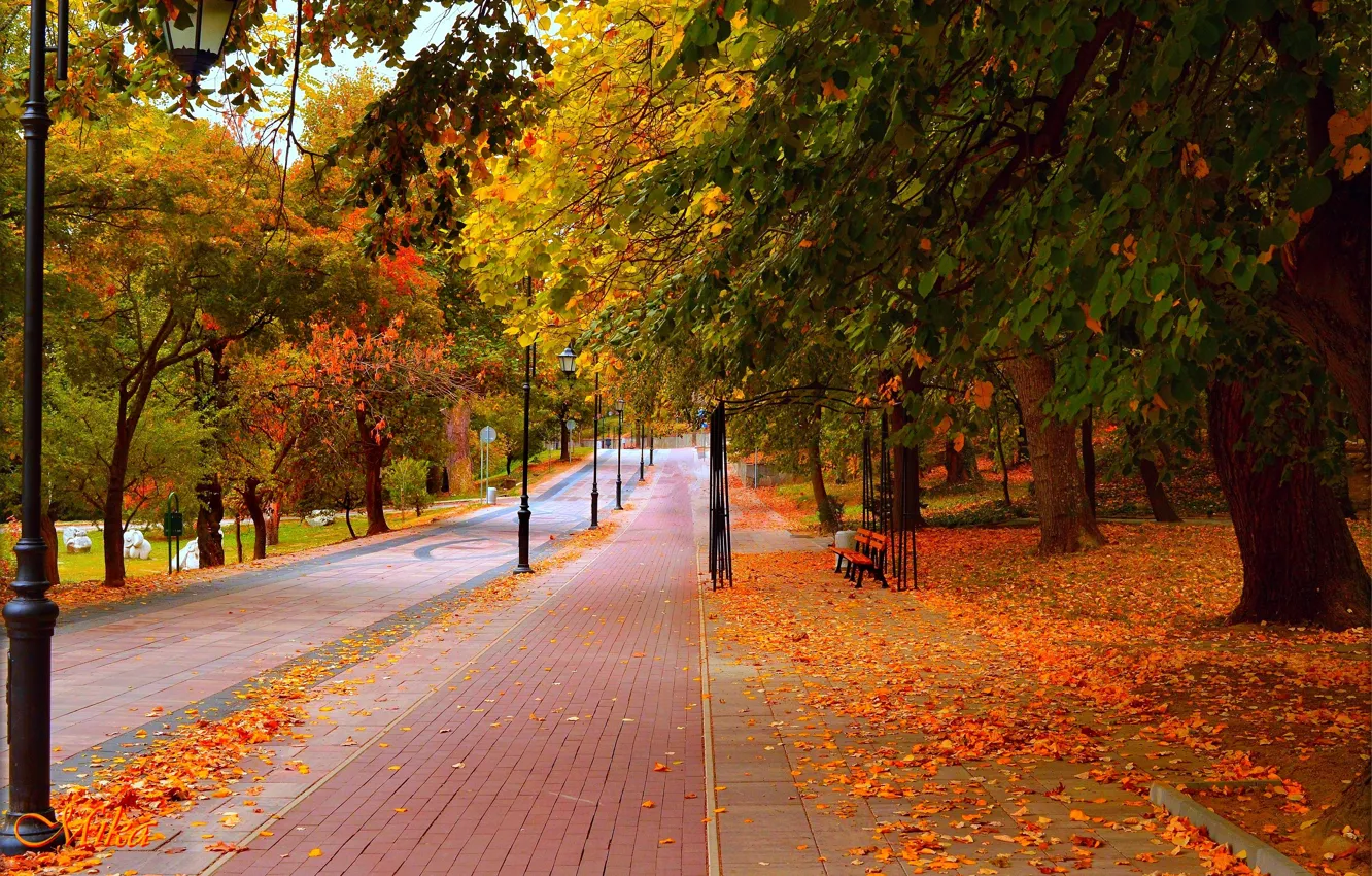 Фото обои Дорога, Осень, Деревья, Скамейка, Фонари, Парк, Fall, Листва