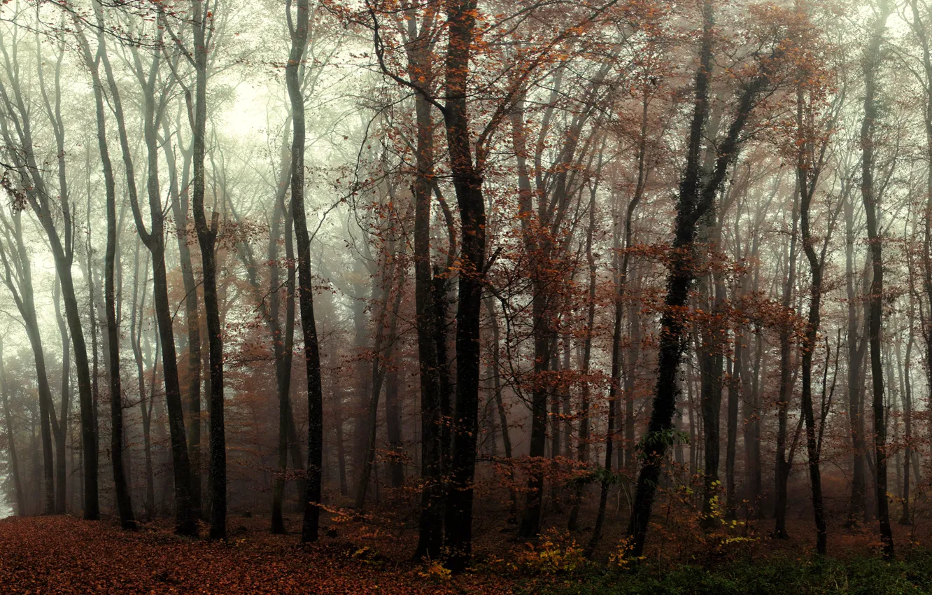 Фото обои лес, деревья, туман, тропа, Осень, forest, trees, autumn