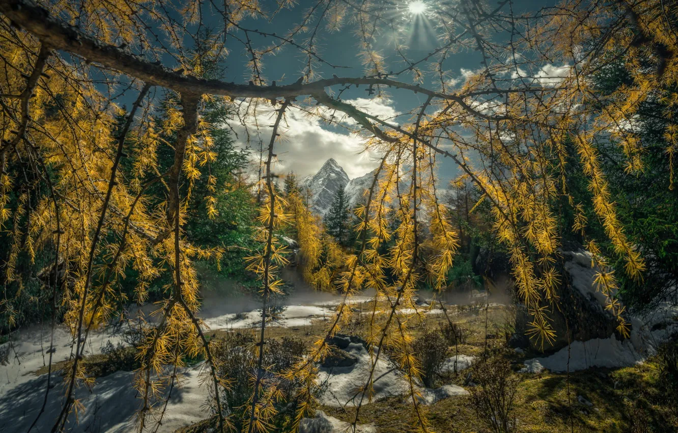 Фото обои осень, солнце, свет, снег, горы, ветки, природа, камни