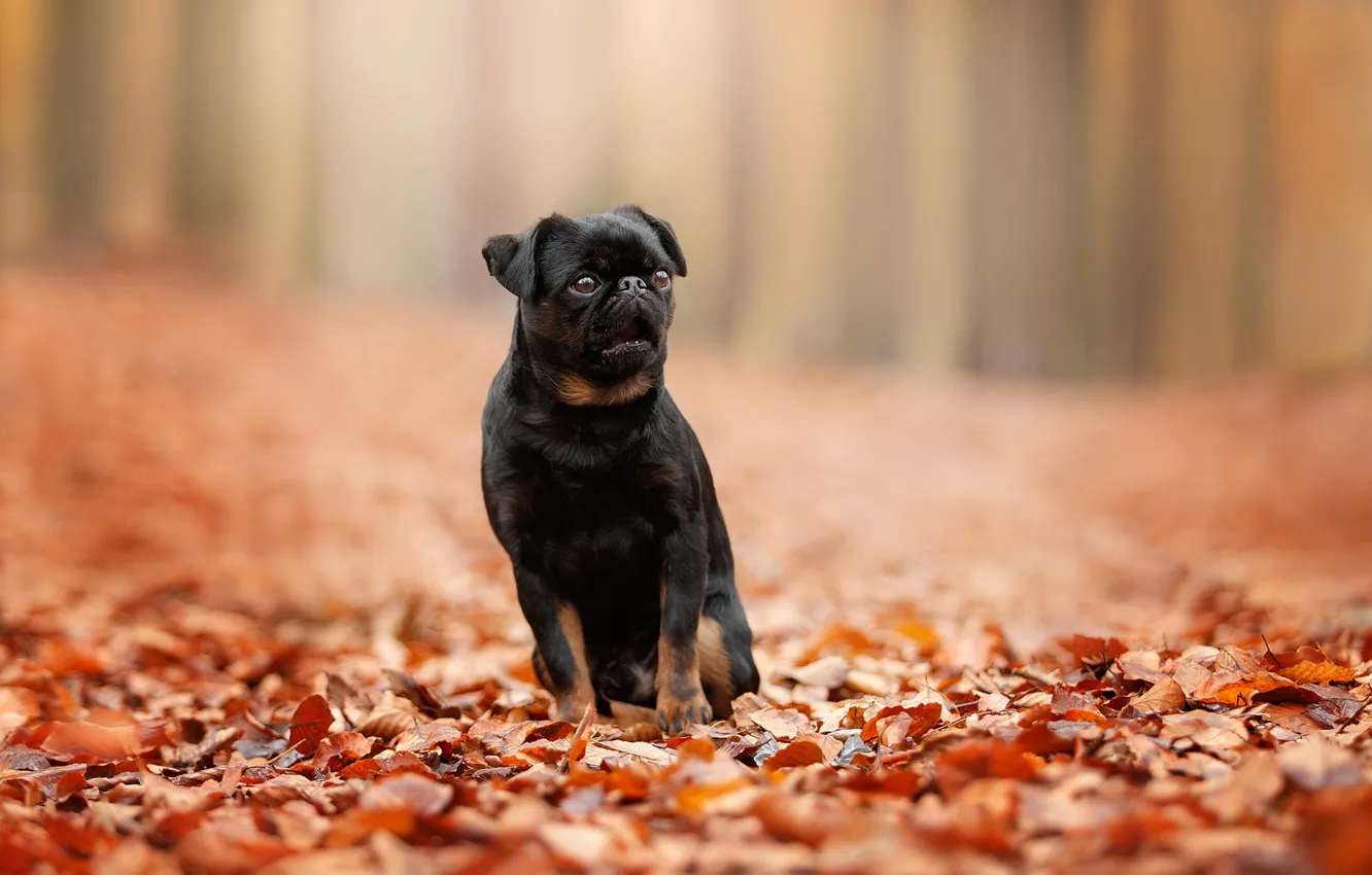 Фото обои осень, листья, листва, боке, пёсик, собачонка, Пти брабансон
