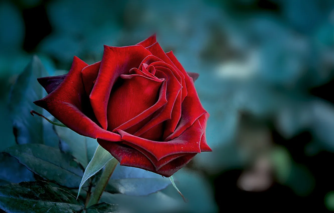 Фото обои роза, лепестки, красная, цветение, боке