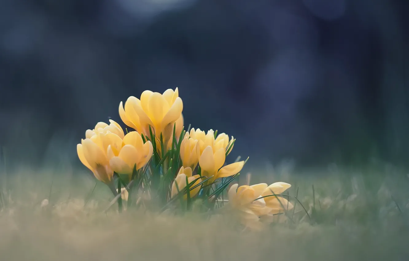 Фото обои цветы, весна, крокусы, боке