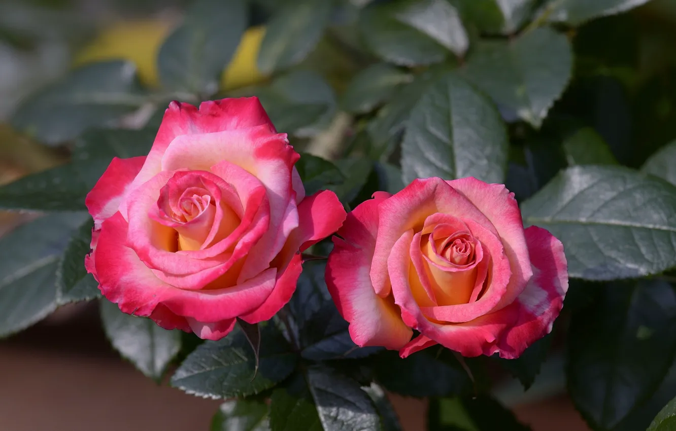Фото обои макро, цветы, розы, бутоны