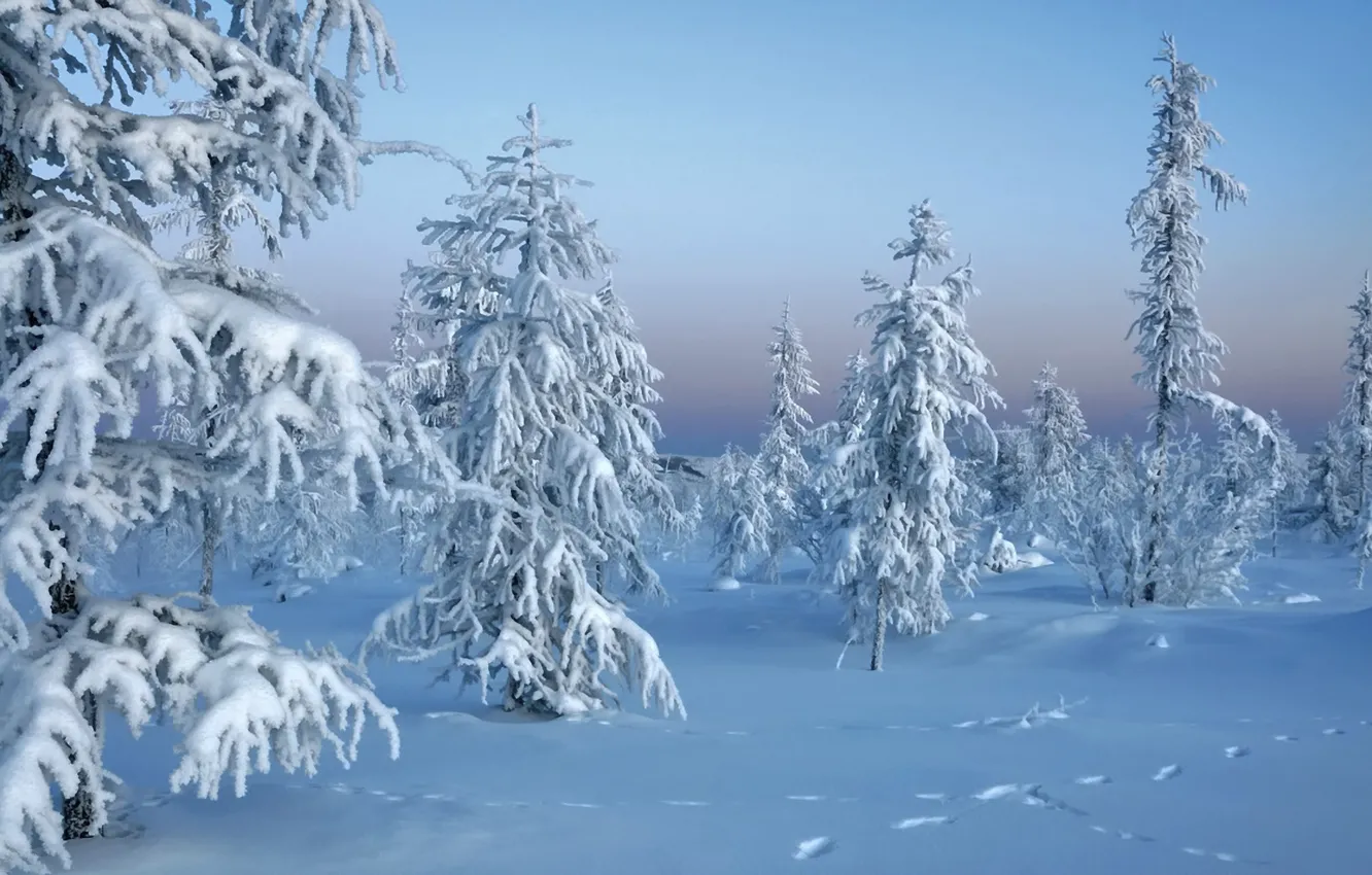 Фото обои зима, лес, снег, природа, winter, trees in snow