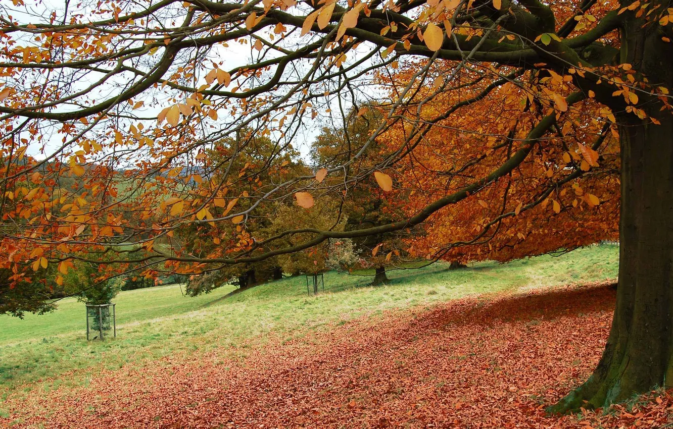 Фото обои листья, деревья, парк, Осень