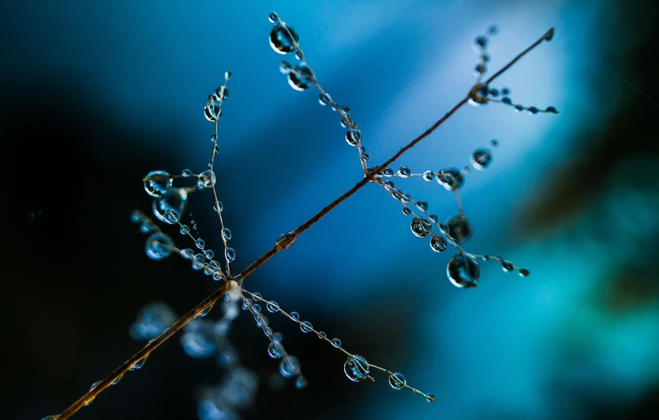 Фото обои вода, капли, роса, растение