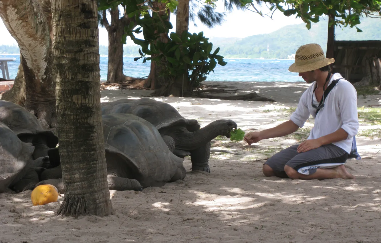Фото обои человек, черепахи, Seychelles Pictures