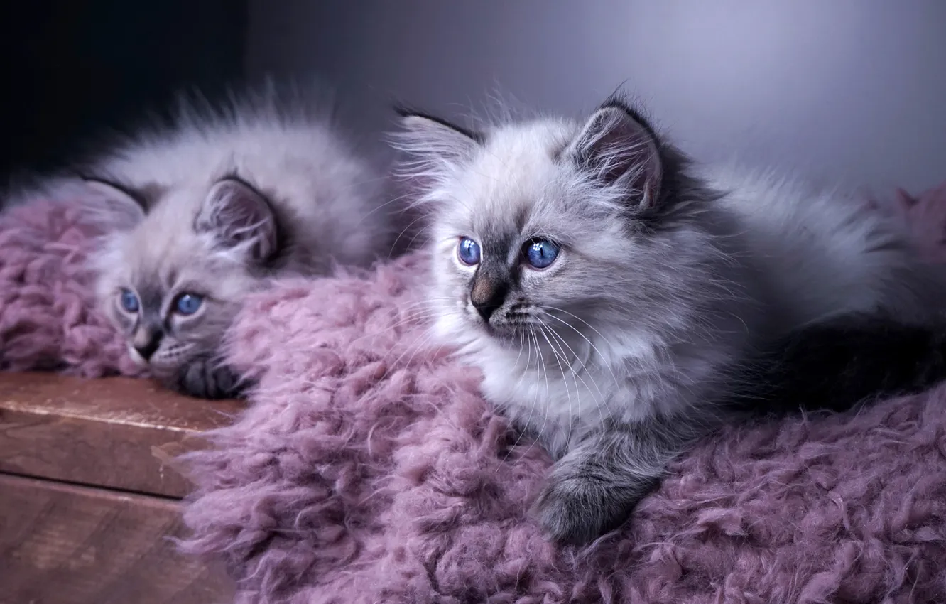 Фото обои кошка, взгляд, поза, котенок, котята, мех, мордашка, парочка
