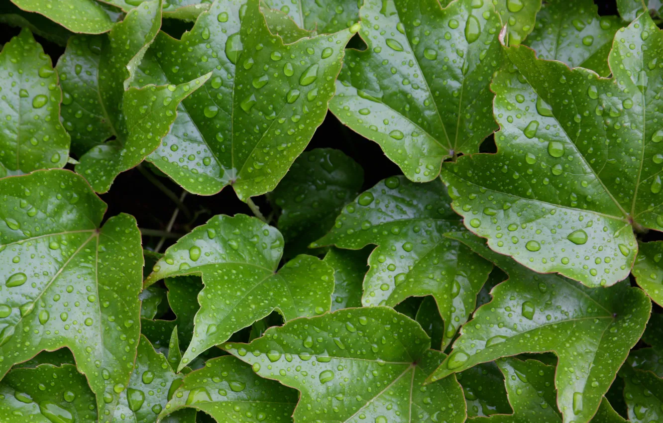 Фото обои wet, water, leaves