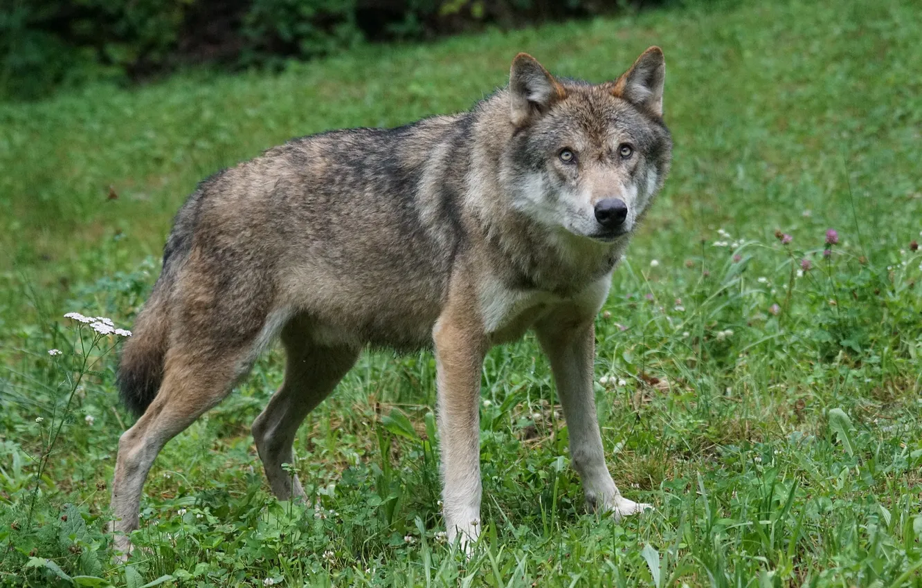 Фото обои nature, snow, predator, face, animal, wolf, wildlife, portrait