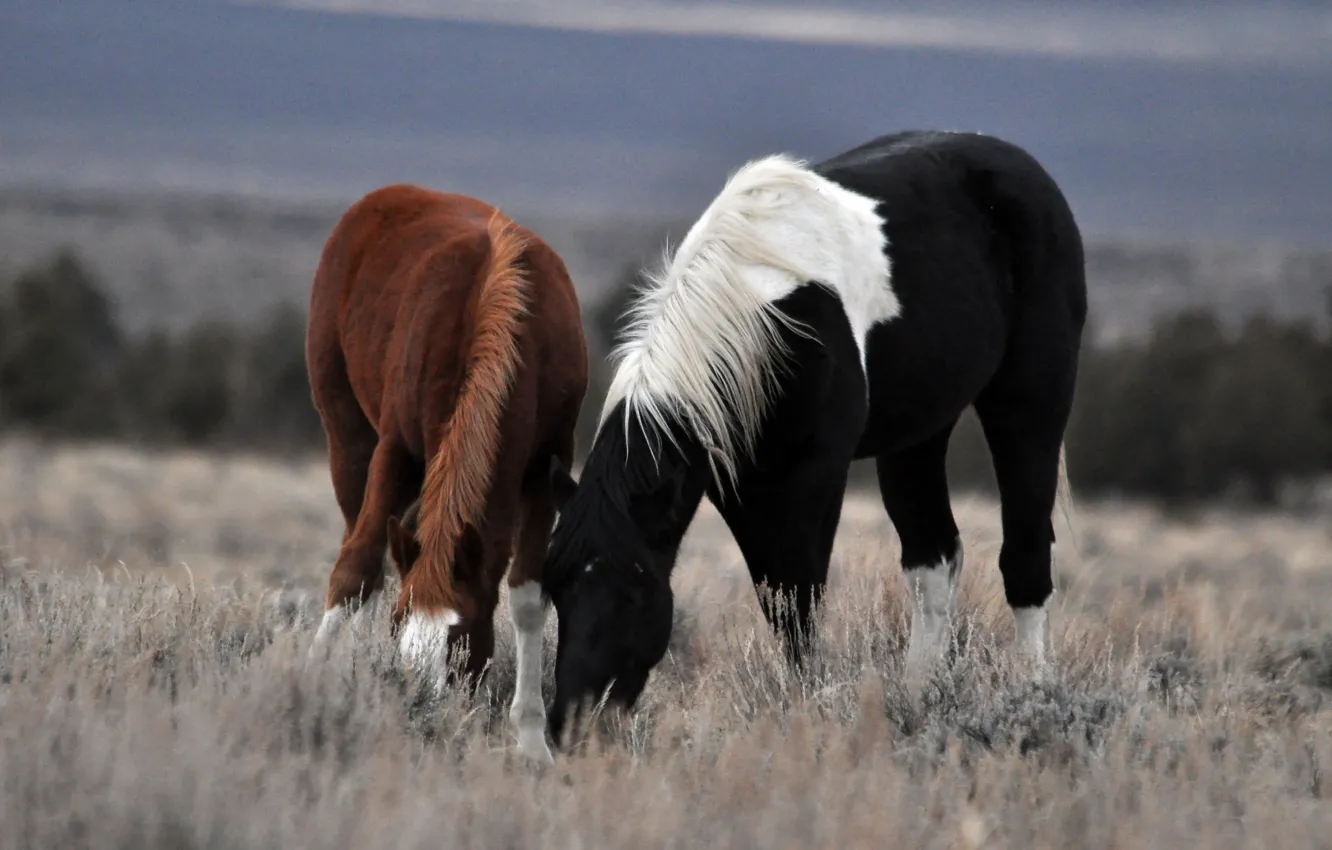 Фото обои трава, лошадь, пара, прогулка
