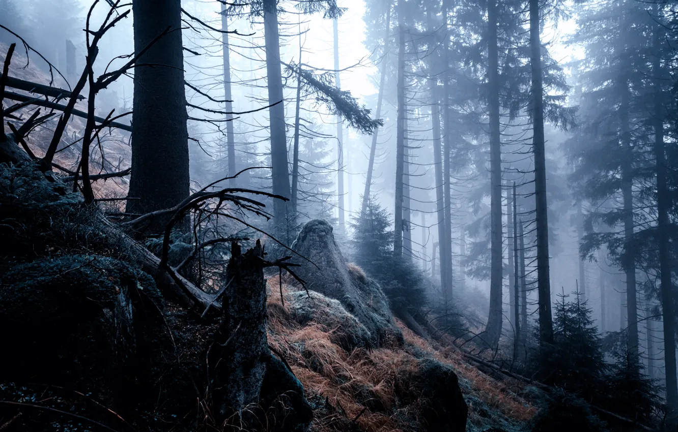 Фото обои лес, деревья, природа, туман, утро, Германия