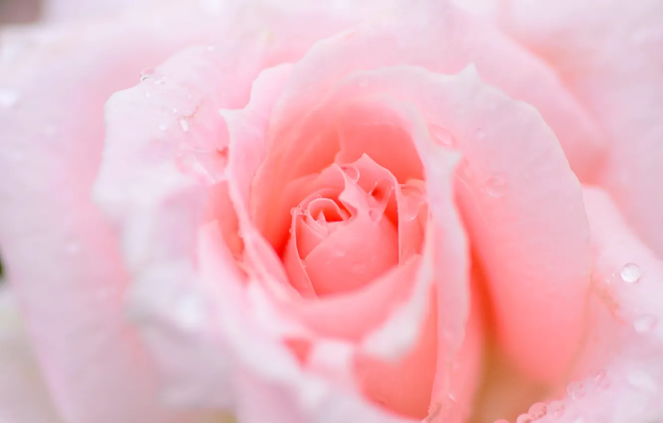 Фото обои макро, розовый, роза, бутон, красавица