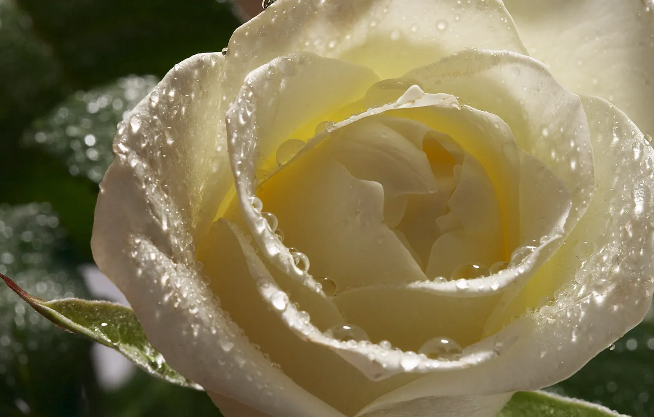Фото обои капли, цветы, роса, роза, лепестки, бутон, белая