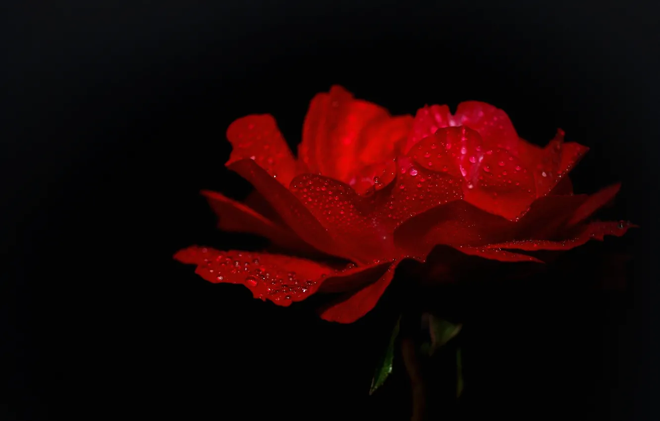 Фото обои капли, роса, роза, лепестки
