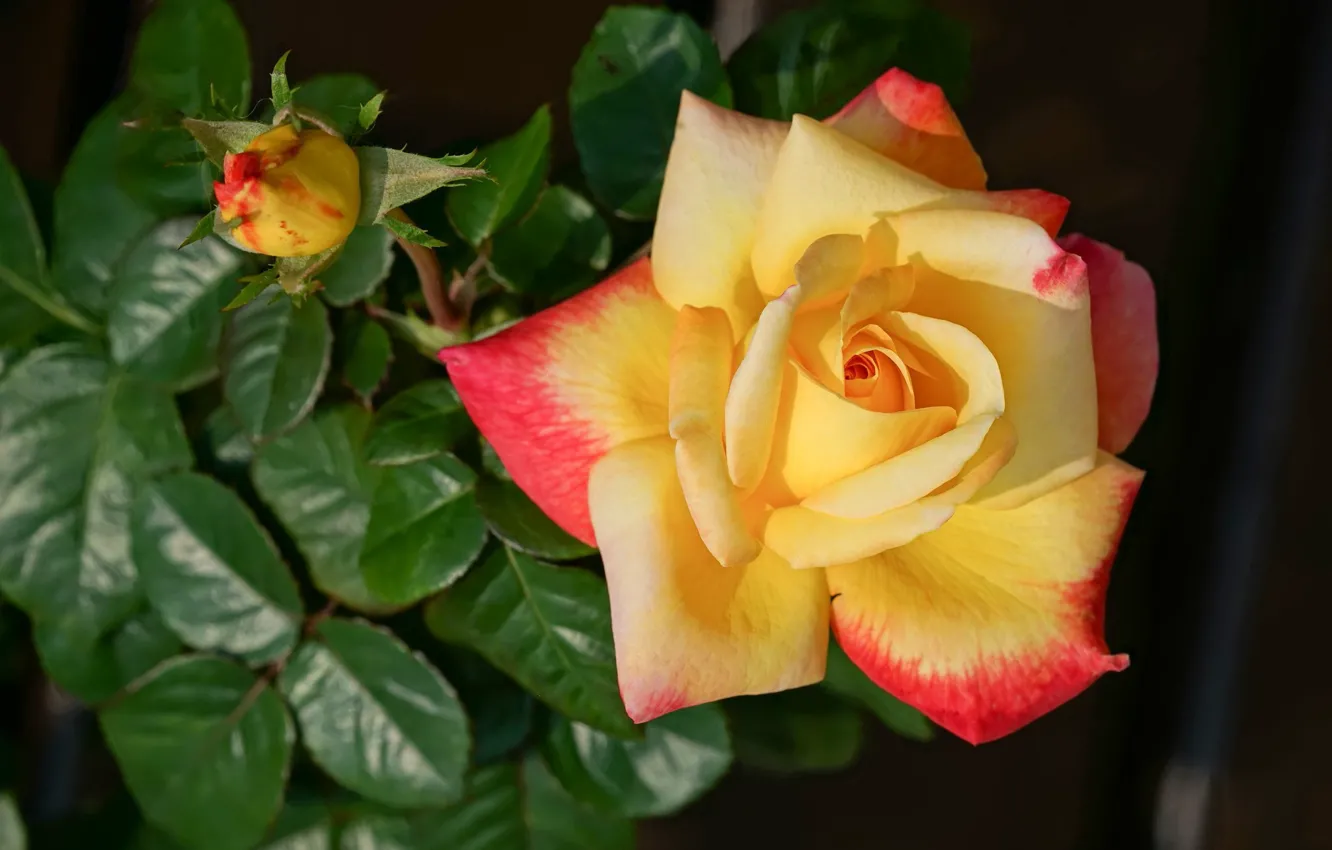 Фото обои листья, роза, лепестки, бутон, жёлтая