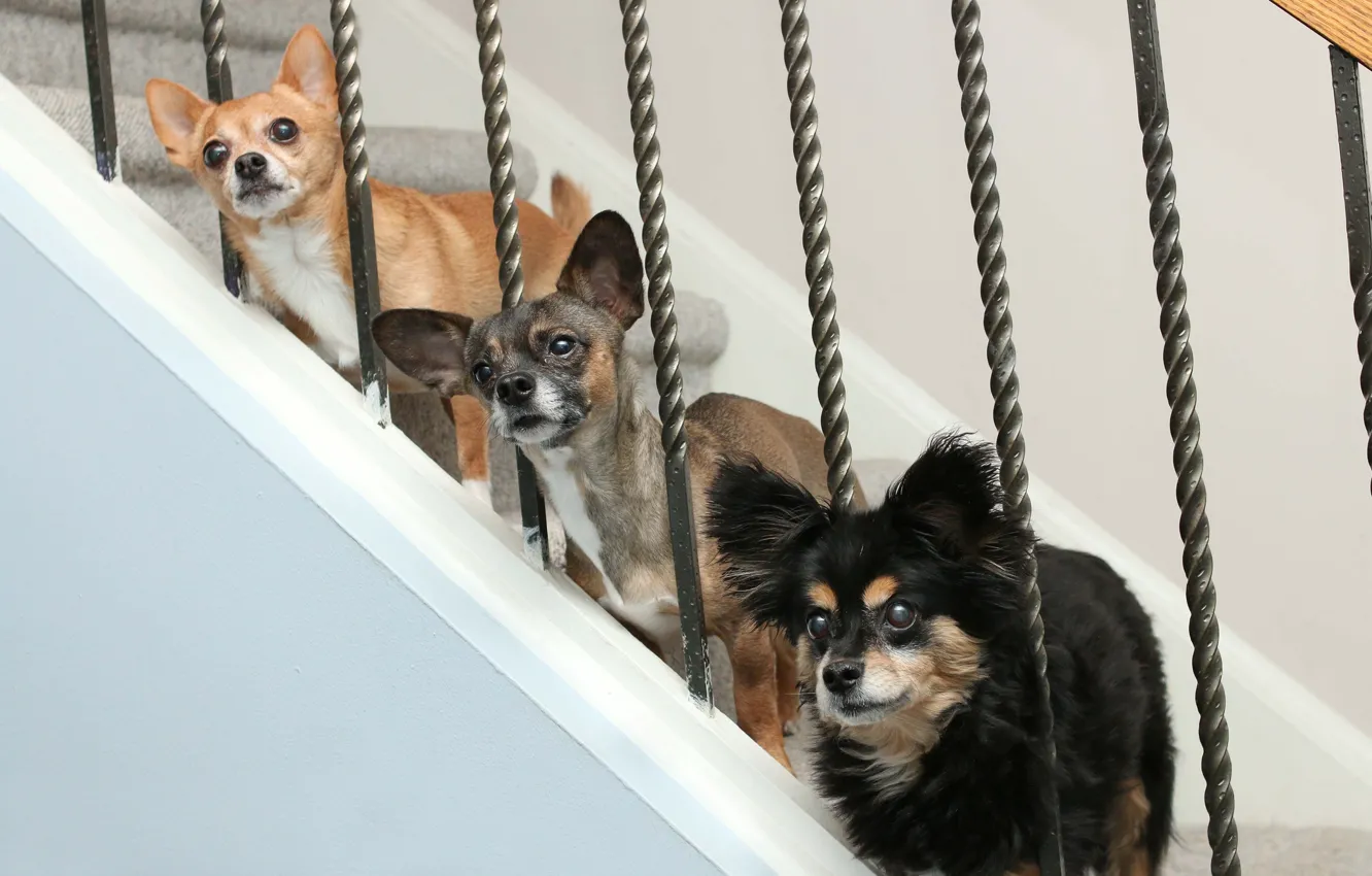 Фото обои собаки, лестница, трио, троица