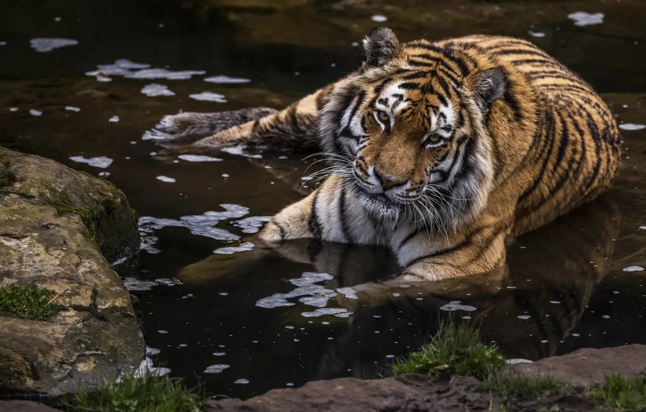 Фото обои вода, тигр, отдых, хищник