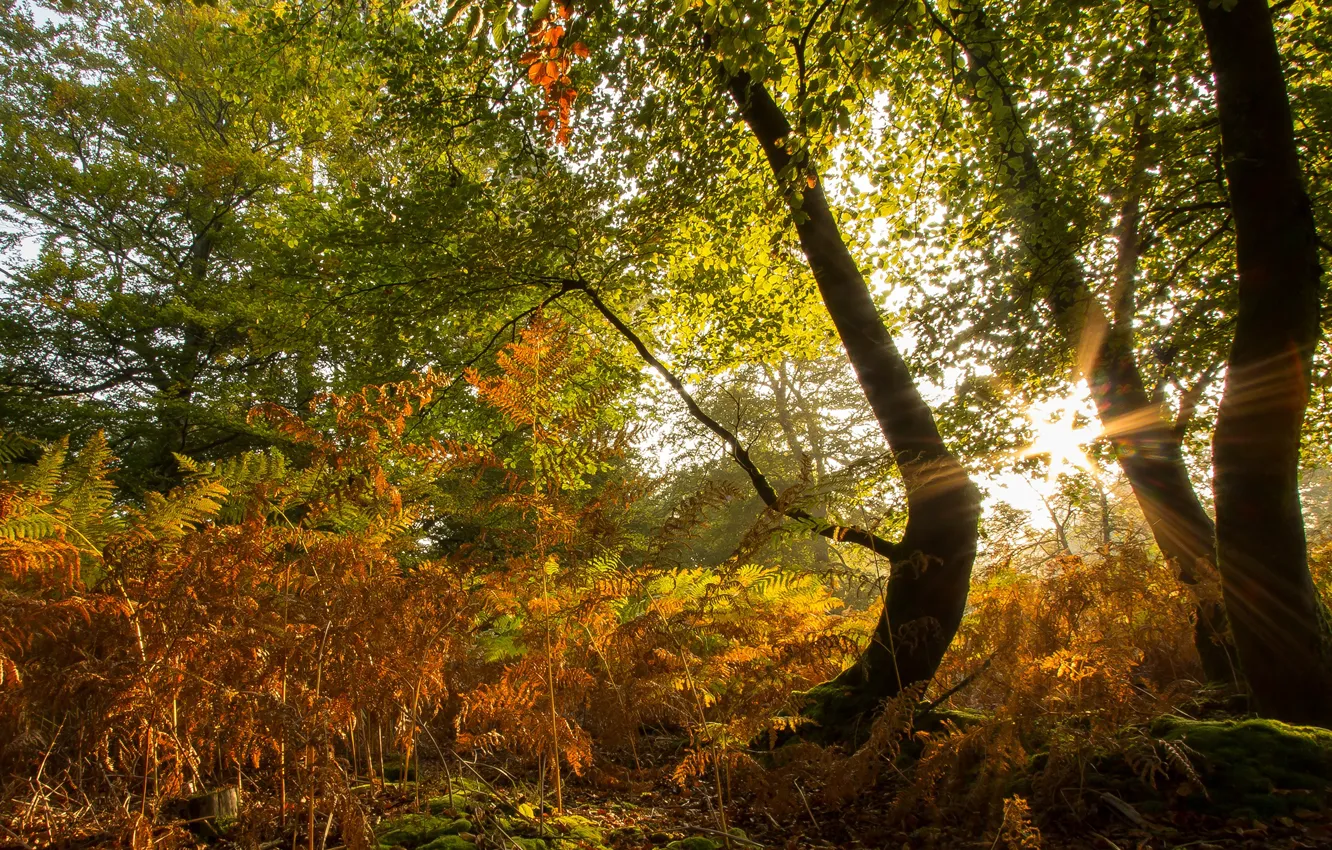Фото обои осень, трава, солнце, деревья