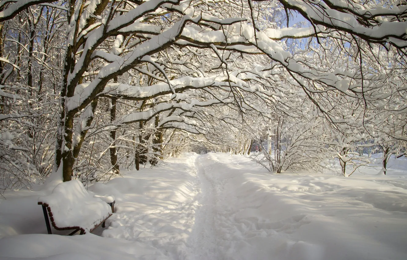 Фото обои зима, лес, снег, парк, аллея, снегопад