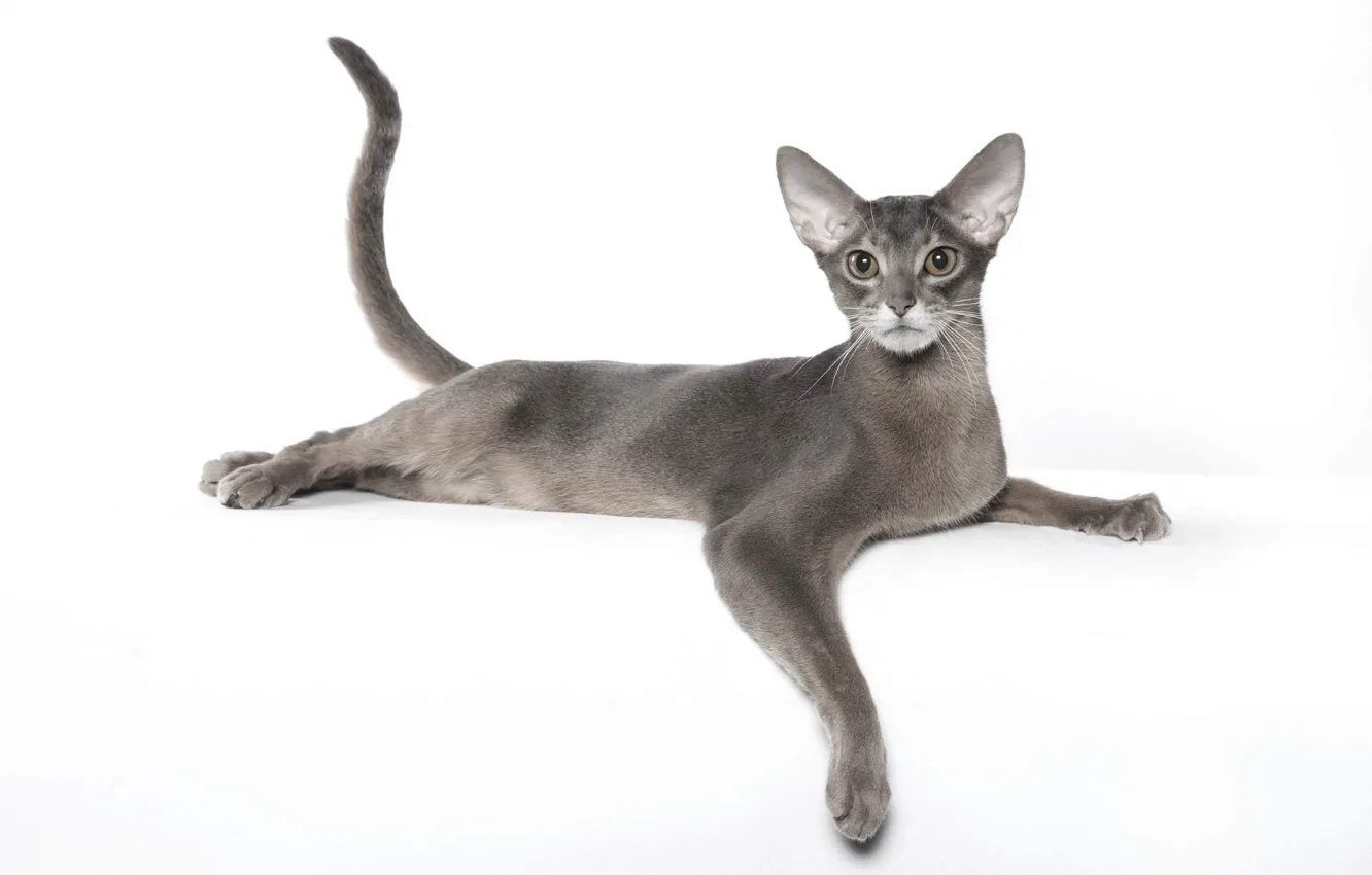 Фото обои грация, порода, абиссинская кошка