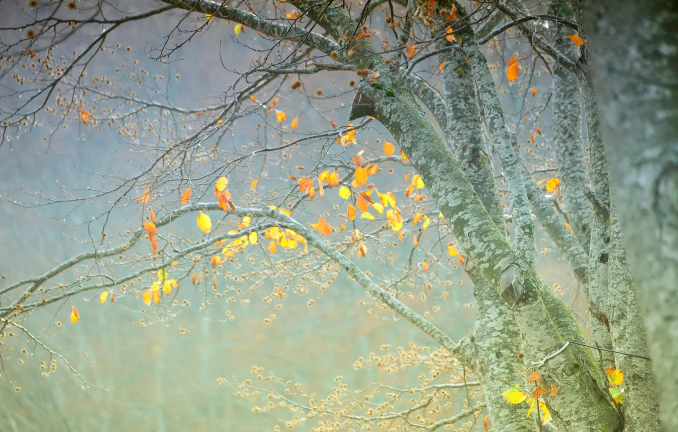 Фото обои осень, листья, деревья, туман, дымка