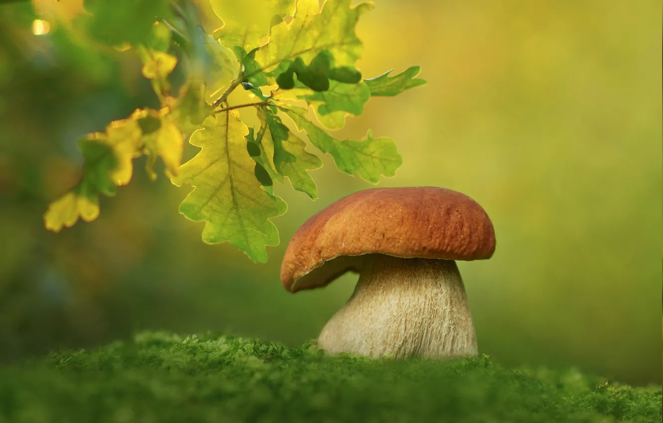 Фото обои листья, макро, фон, гриб, мох, белый гриб, боровик, ветка дуба