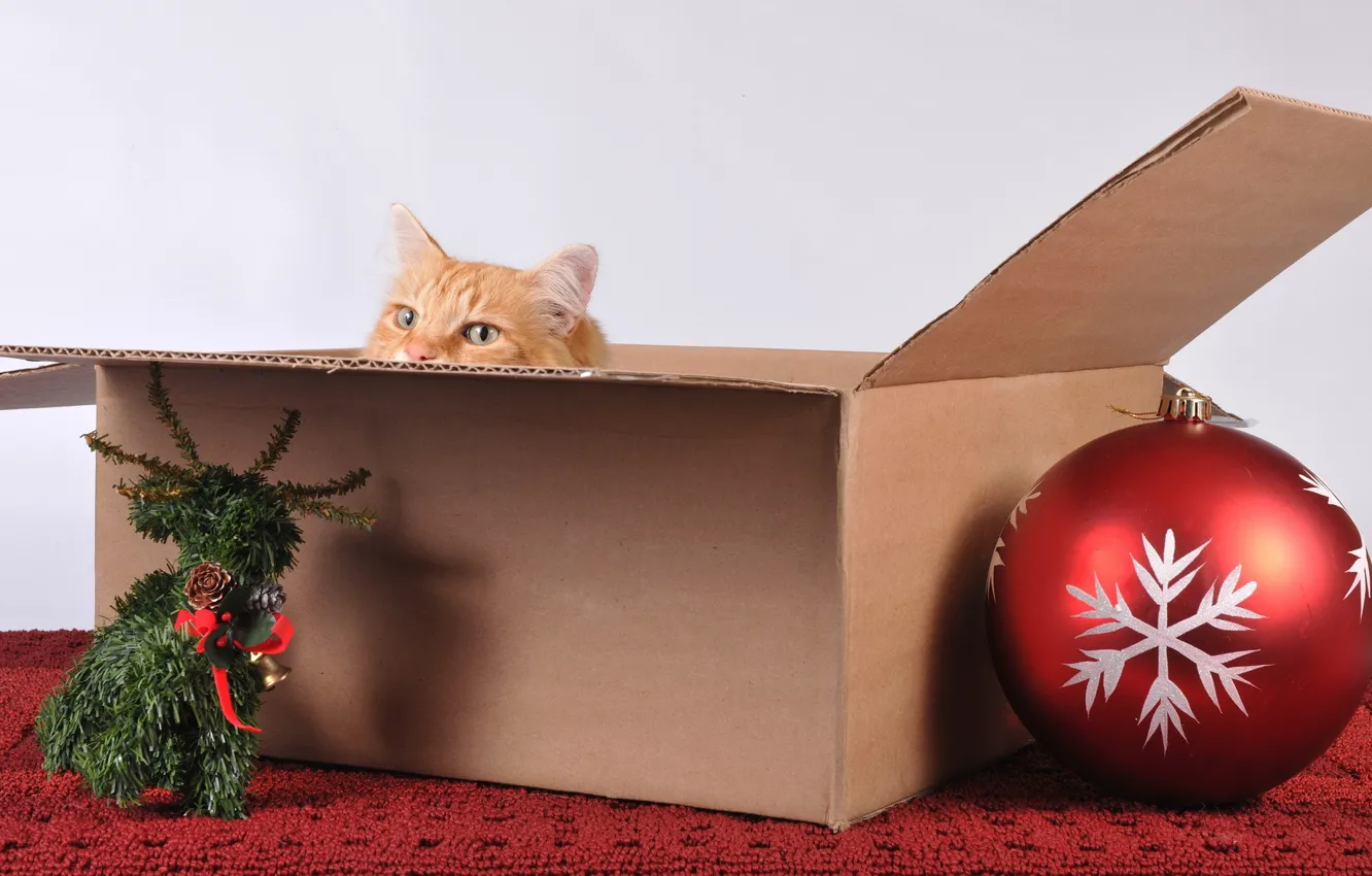 Фото обои кошка, праздник, коробка, игрушки