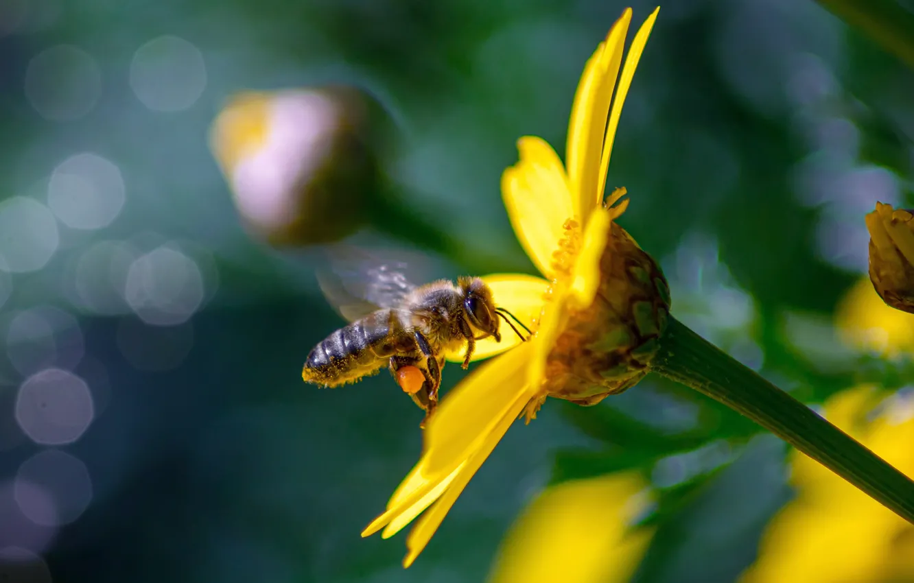 Фото обои цветок, макро, желтый, пчела, опыление, боке