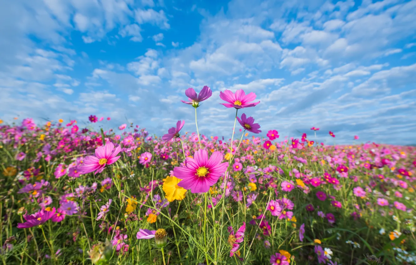 Фото обои поле, лето, небо, цветы, colorful, луг, summer, розовые