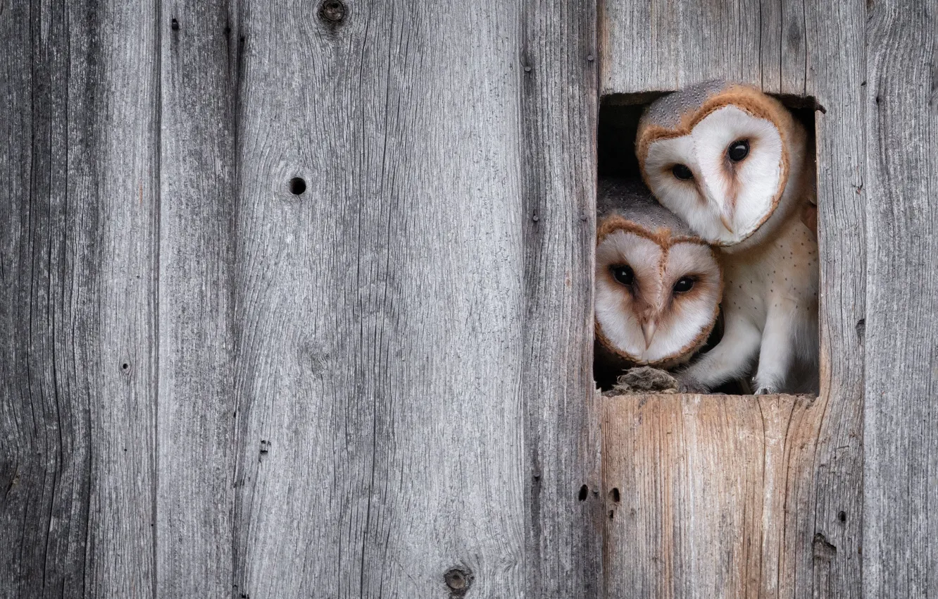 Фото обои сова, птица, доски, забор, две, гнездо, пара, дуэт