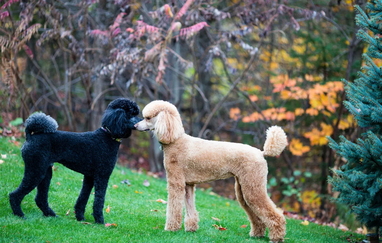 Фото обои standard, poodle, face-off