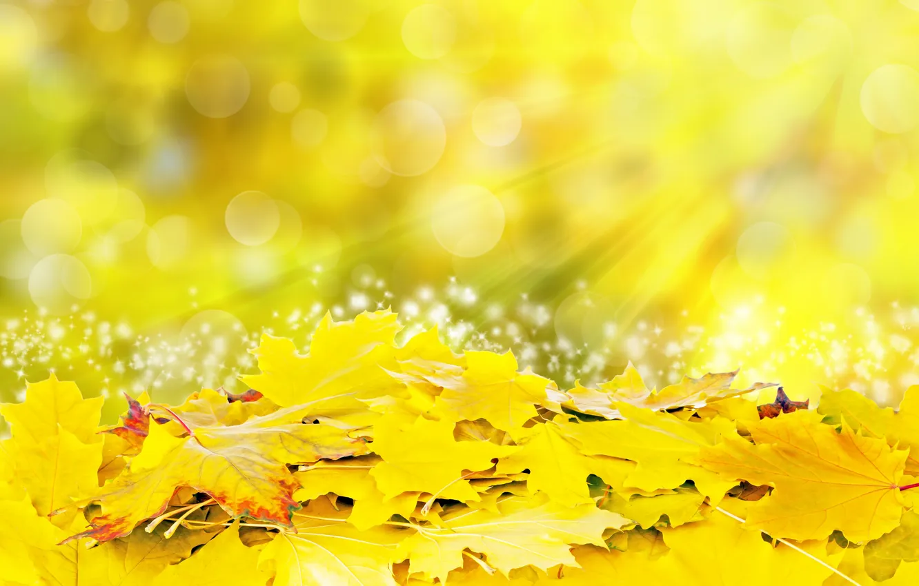 Фото обои листья, солнце, лучи, желтые, colorful, autumn, leaves, осенние