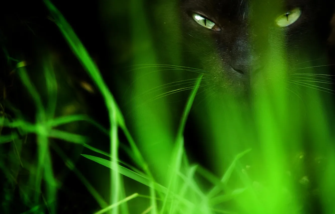 Фото обои трава, глаза, кот, черный