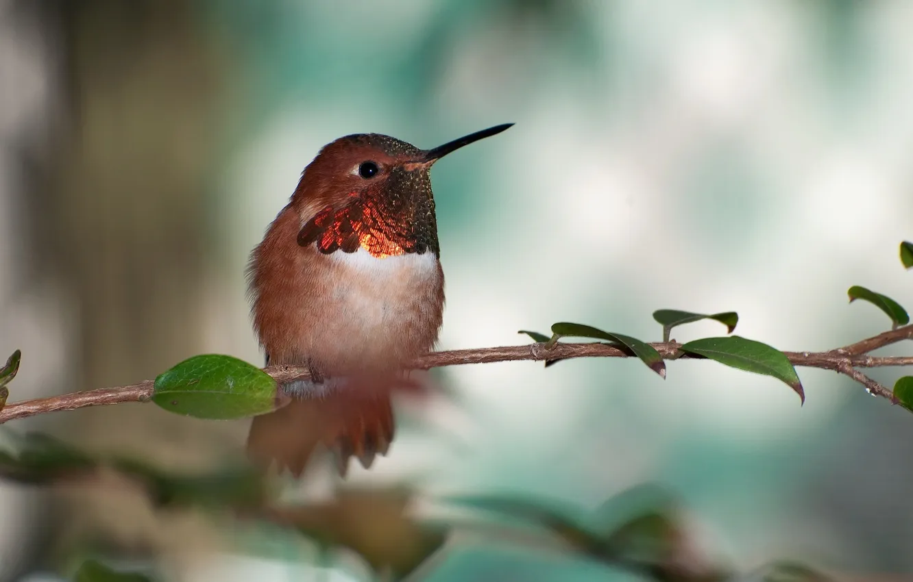 Фото обои птичка, Охристый колибри, rufous hummingbird