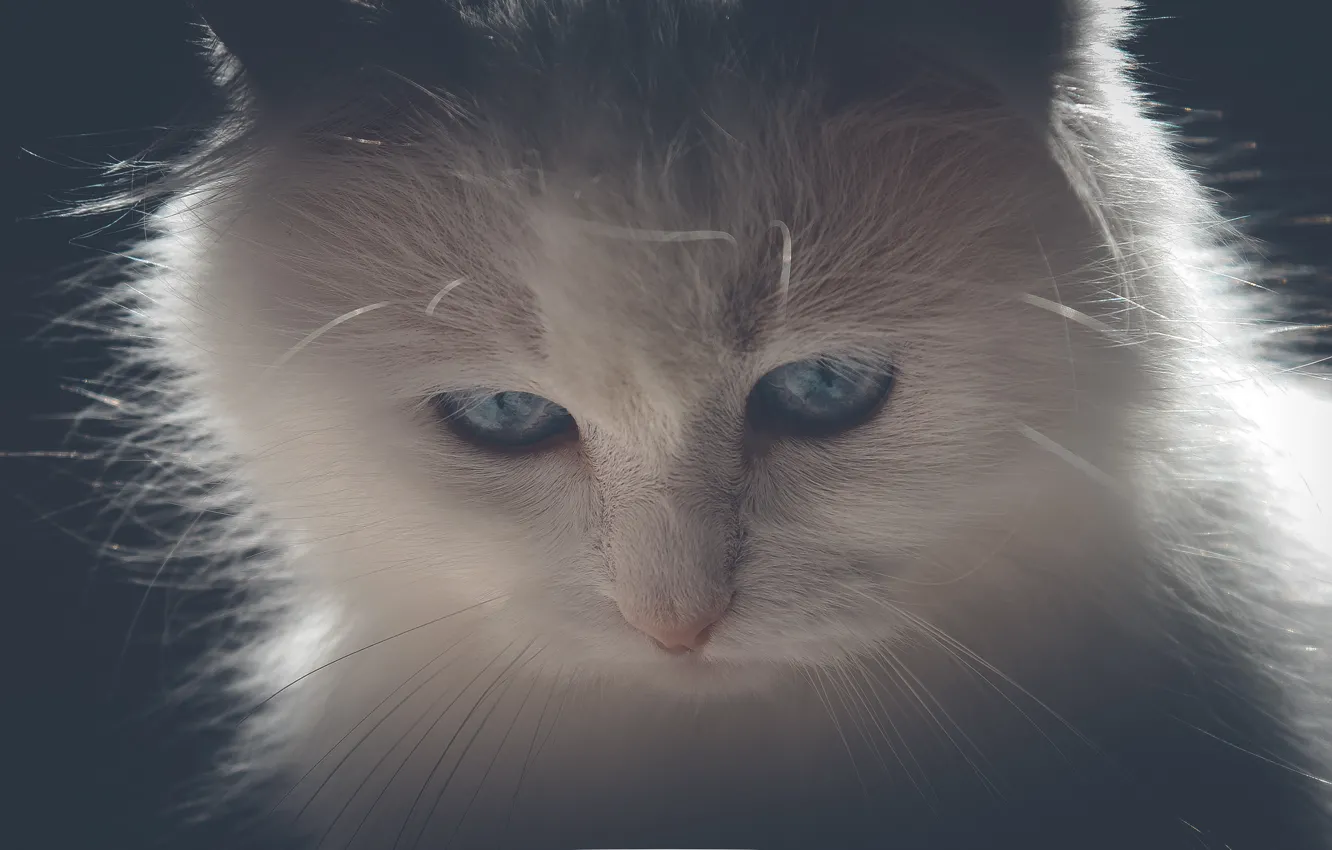 Фото обои белый, усы, свет, кошки, киса