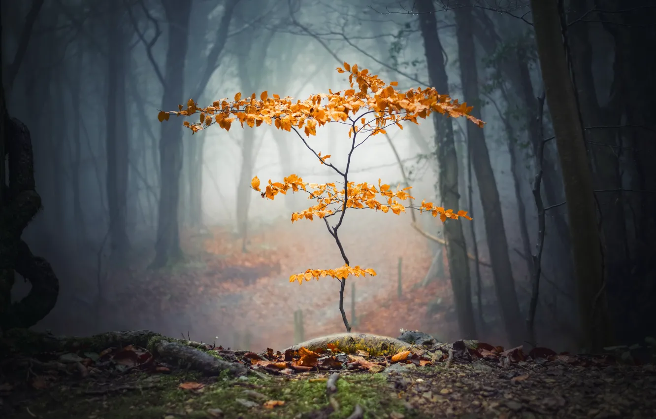 Фото обои осень, лес, дерево