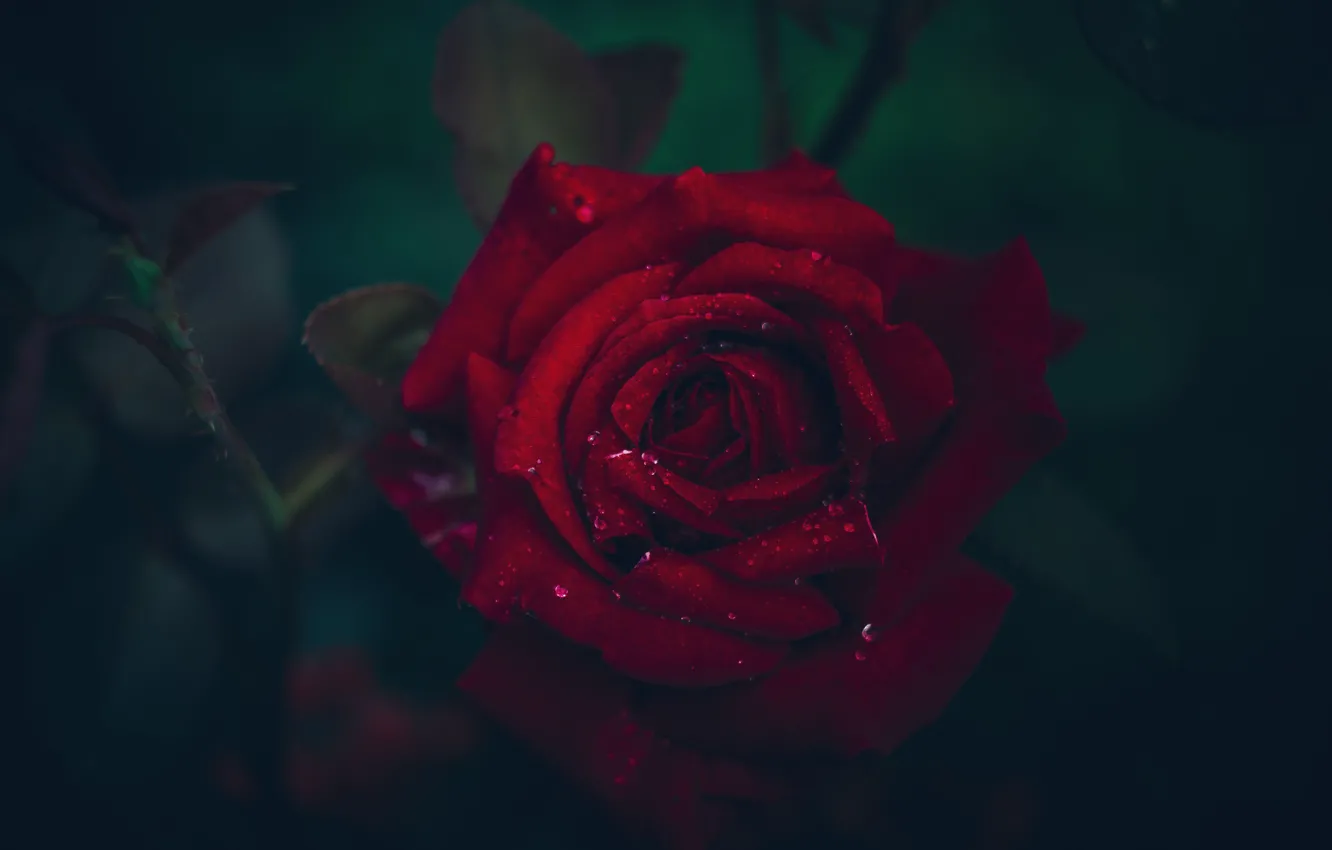 Фото обои макро, роза, лепестки