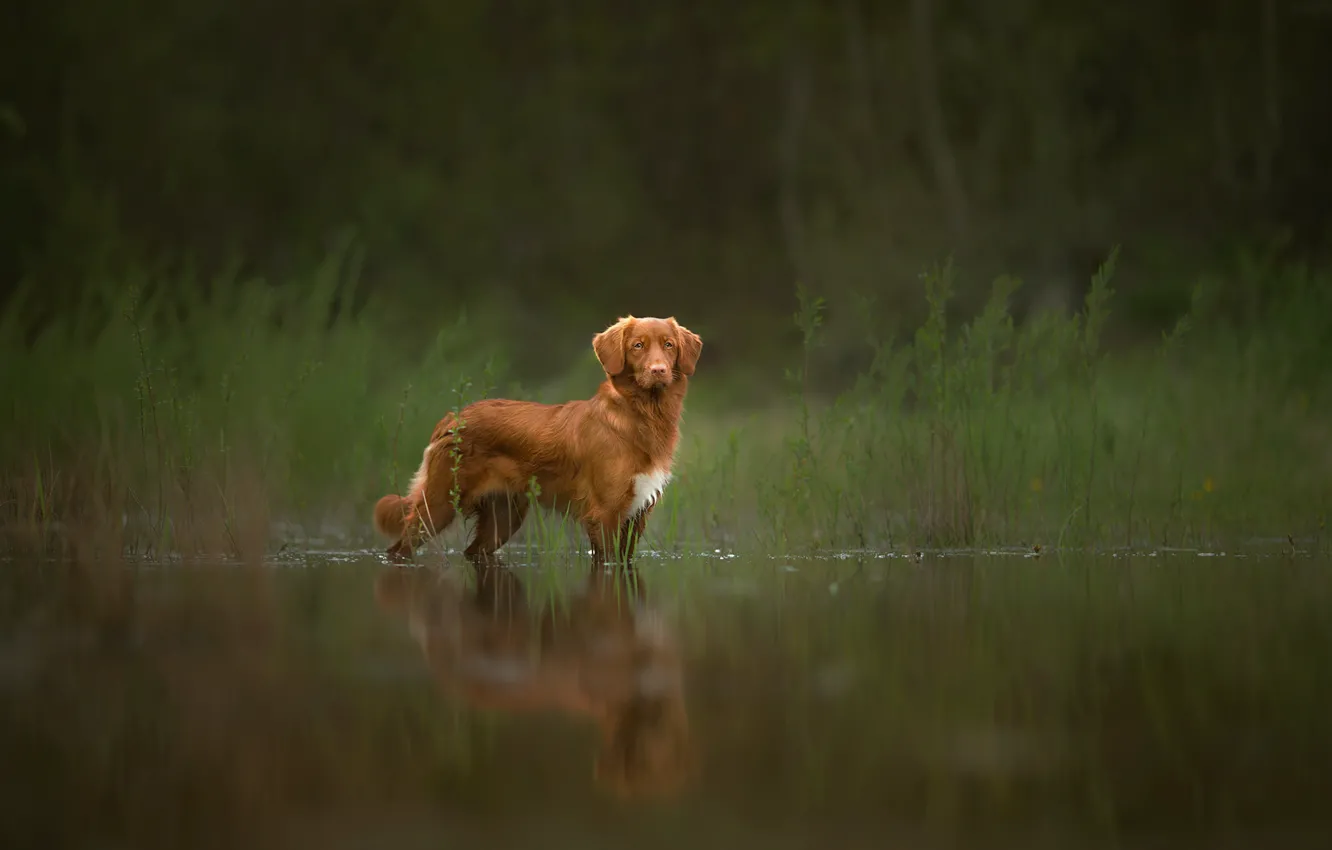 Фото обои отражение, рыжий, пёс, Spring Memories