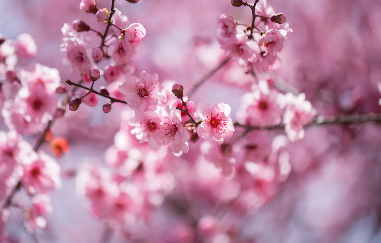 Фото обои цветы, ветки, природа, вишня, фон, весна, сакура, розовые