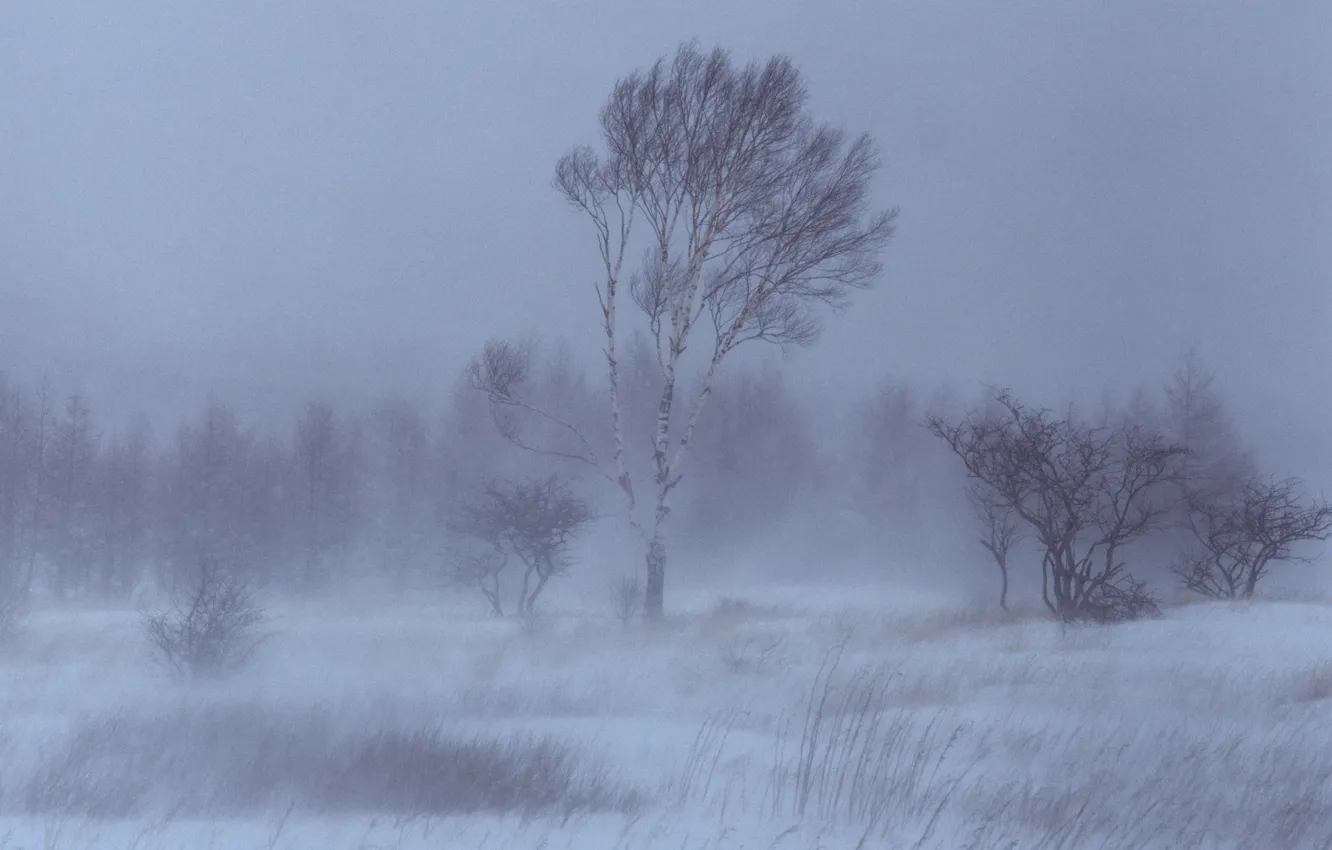 Фото обои деревья, Зима, Снег, береза