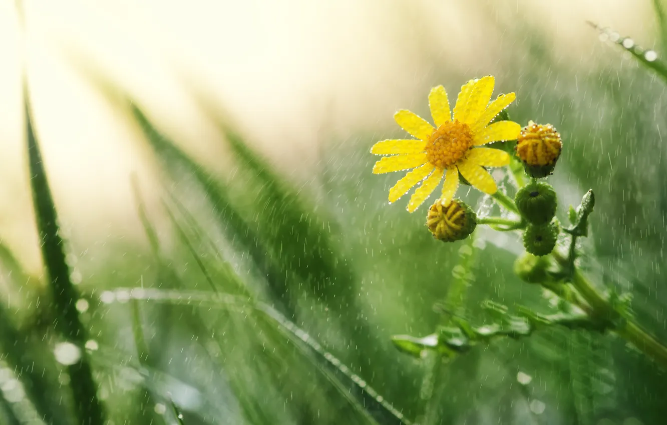 Фото обои цветок, капли, макро, желтый, роса, дождь, ромашка
