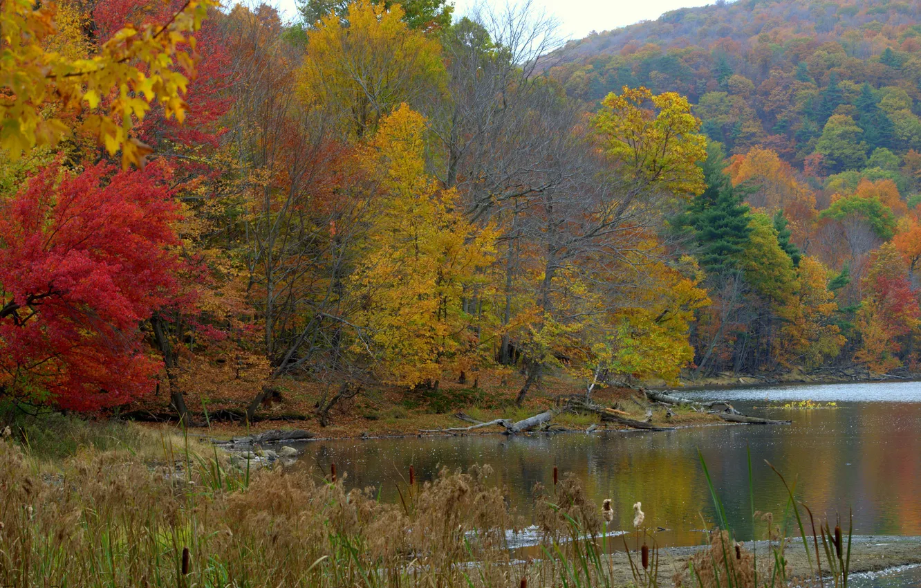 Фото обои осень, листья, деревья, горы, река