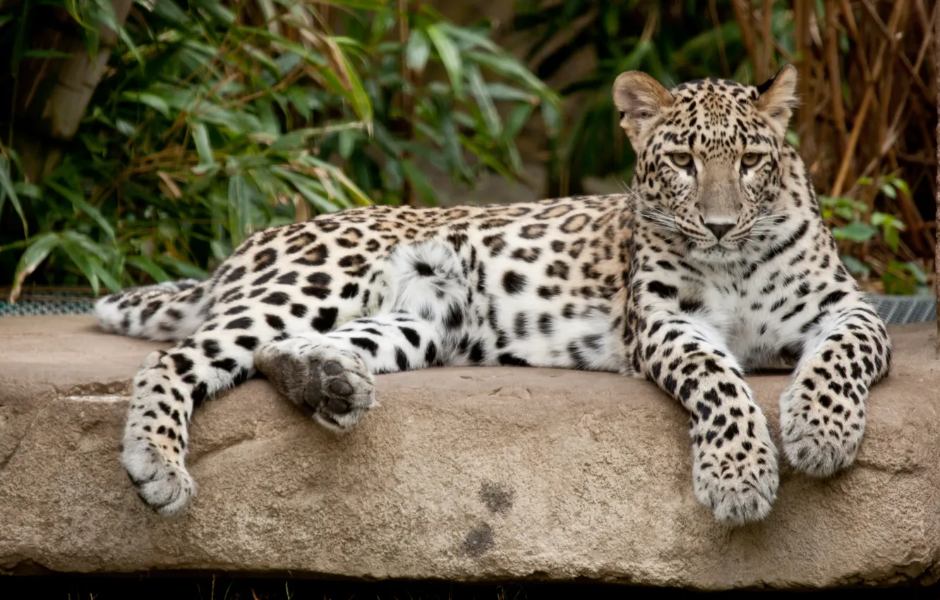 Фото обои кошка, камень, леопард, персидский
