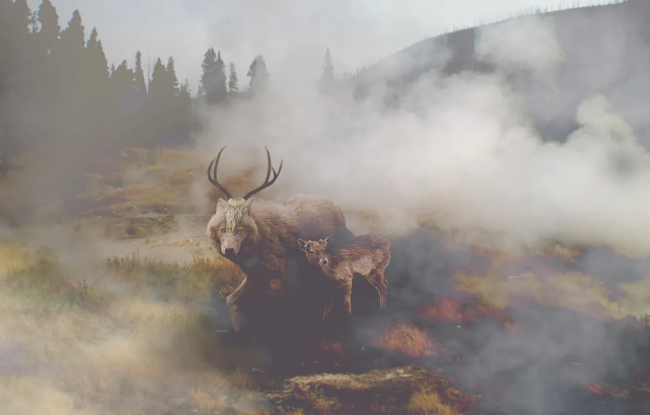 Фото обои природа, туман, череп, волк, олень, by vocalsong