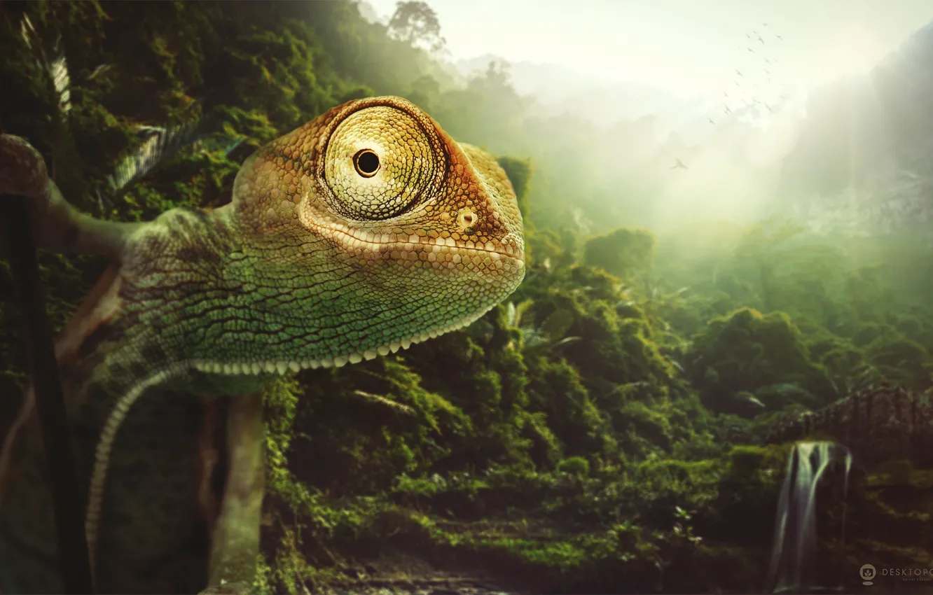 Фото обои природа, хамелеон, животное, desktopography, chameleon