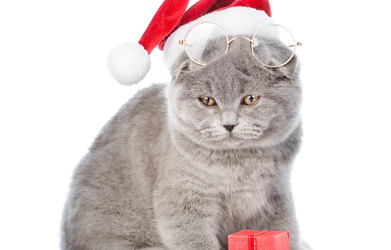 Фото обои кот, шапка, очки, Новый год, Christmas, cats